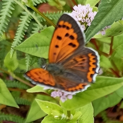 Lycaena panava