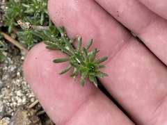 Leptosiphon melingii