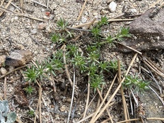 Leptosiphon melingii