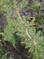 Asparagus capensis capensis