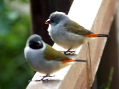 Swee Waxbill photo 2