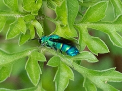 Chrysis conica
