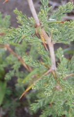 Asparagus capensis capensis