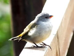 Coccopygia melanotis