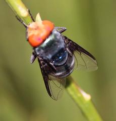 Chrysomya marginalis