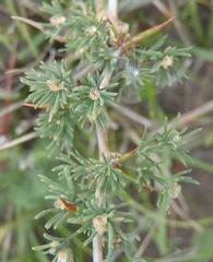 Asparagus capensis capensis