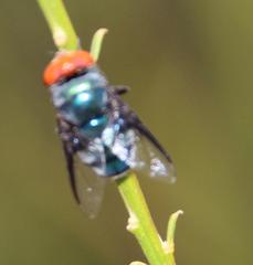 Chrysomya marginalis