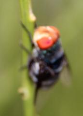 Chrysomya marginalis