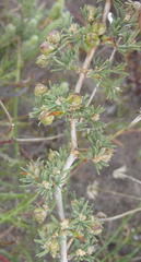 Asparagus capensis capensis