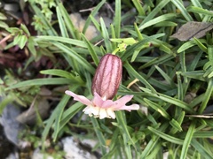 Silene morrisonmontana
