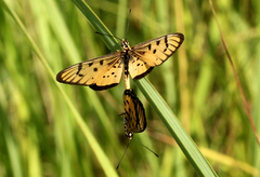 Acraea dondoensis