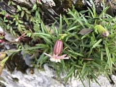 Silene morrisonmontana