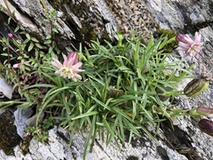 Silene morrisonmontana