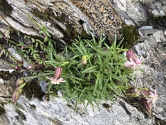 Silene morrisonmontana