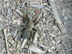 Ancylometes bogotensis