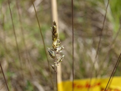 Festuca rupicola