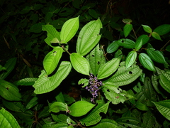 Miconia sastrei