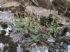 Epilobium hohuanense