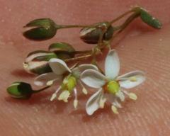 Pharnaceum elongatum