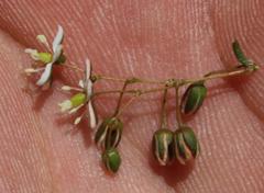 Pharnaceum elongatum