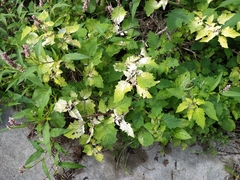 Physalis grisea
