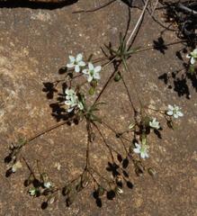 Pharnaceum elongatum