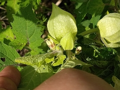 Physalis grisea