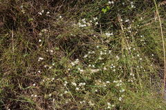 Pharnaceum elongatum