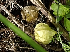 Physalis grisea