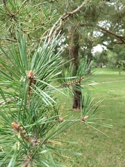Pinus