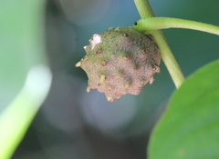 Dioscorea pentaphylla