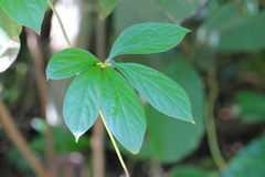 Dioscorea pentaphylla