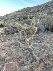 Cylindropuntia prolifera