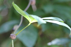 Dioscorea pentaphylla