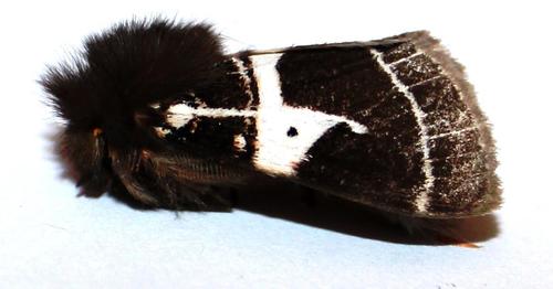 Lederhosen Moth