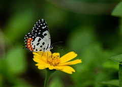 Talicada nyseus