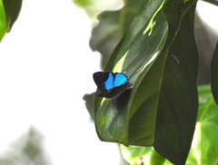 Poritia sumatrae