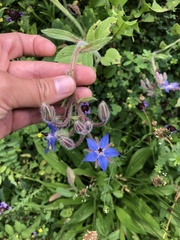 Borago officinalis