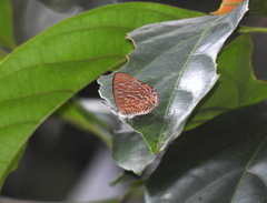 Poritia sumatrae