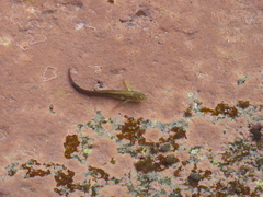Ophioblennius atlanticus