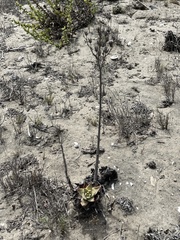 Dudleya cultrata