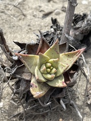 Dudleya cultrata