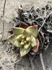Dudleya cultrata