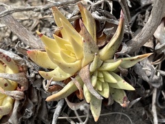 Dudleya cultrata
