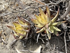 Dudleya cultrata