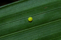 Elymnias hypermnestra