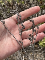 Dudleya cultrata