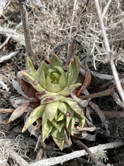 Dudleya cultrata