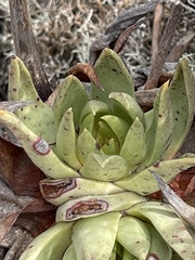 Dudleya cultrata