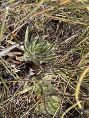 Dudleya cultrata
